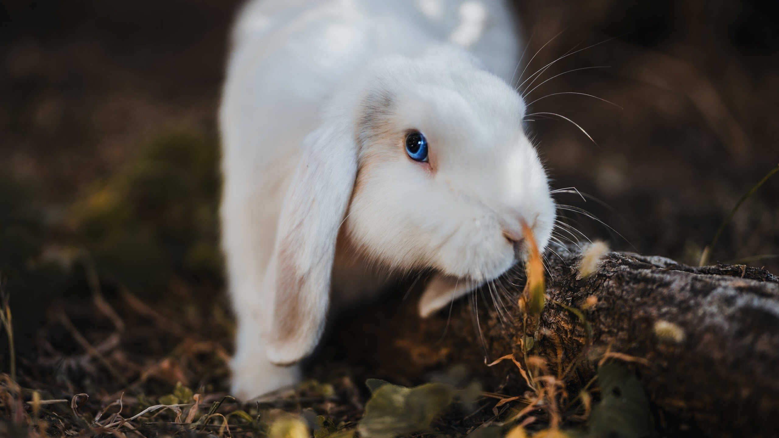【电子判罚的争议】VAR是否降低了裁判误判率?,var裁判有几个