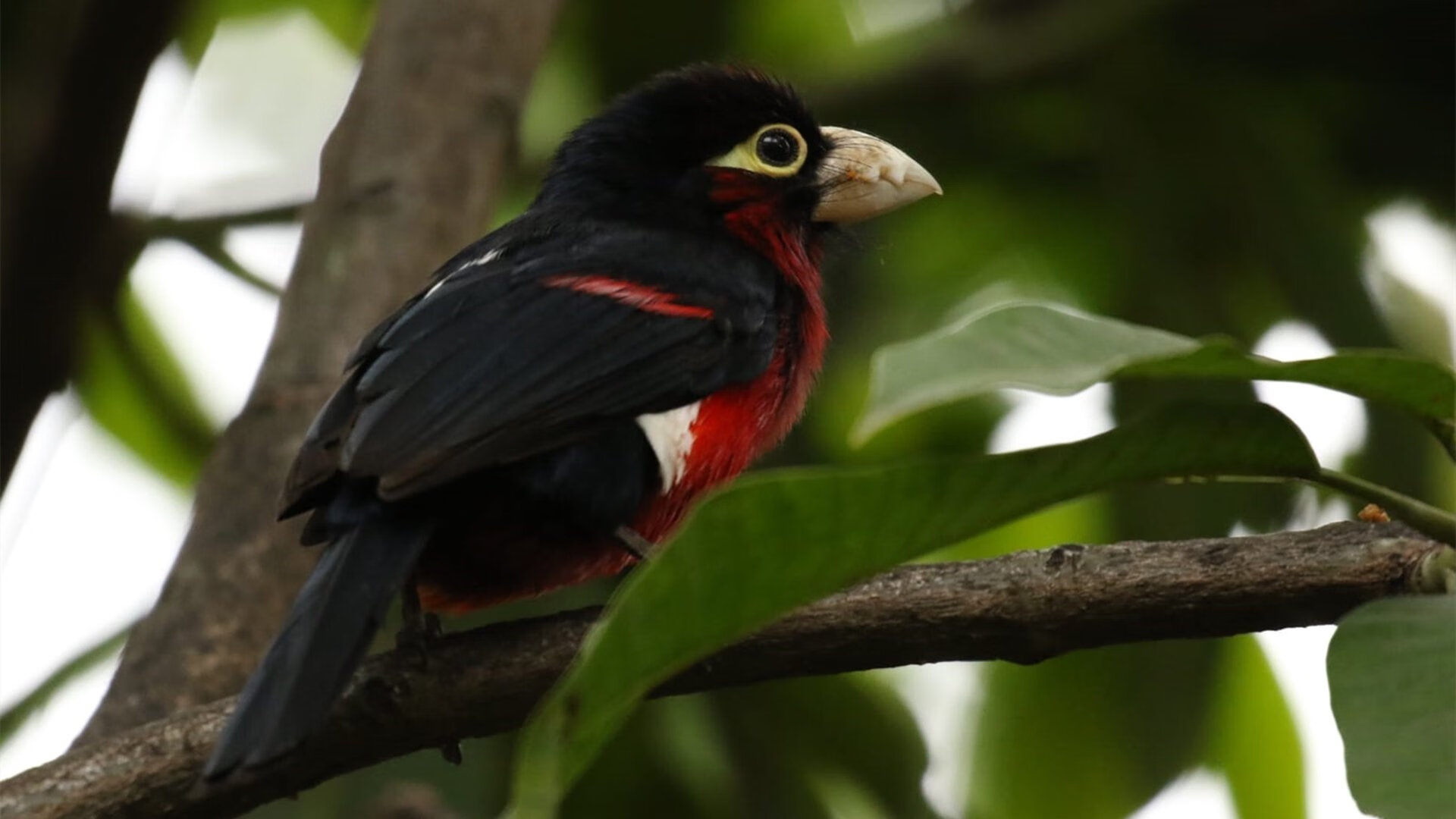 AYX体育-德甲比赛，精彩瞬间背后彰显战术创新，德甲打法