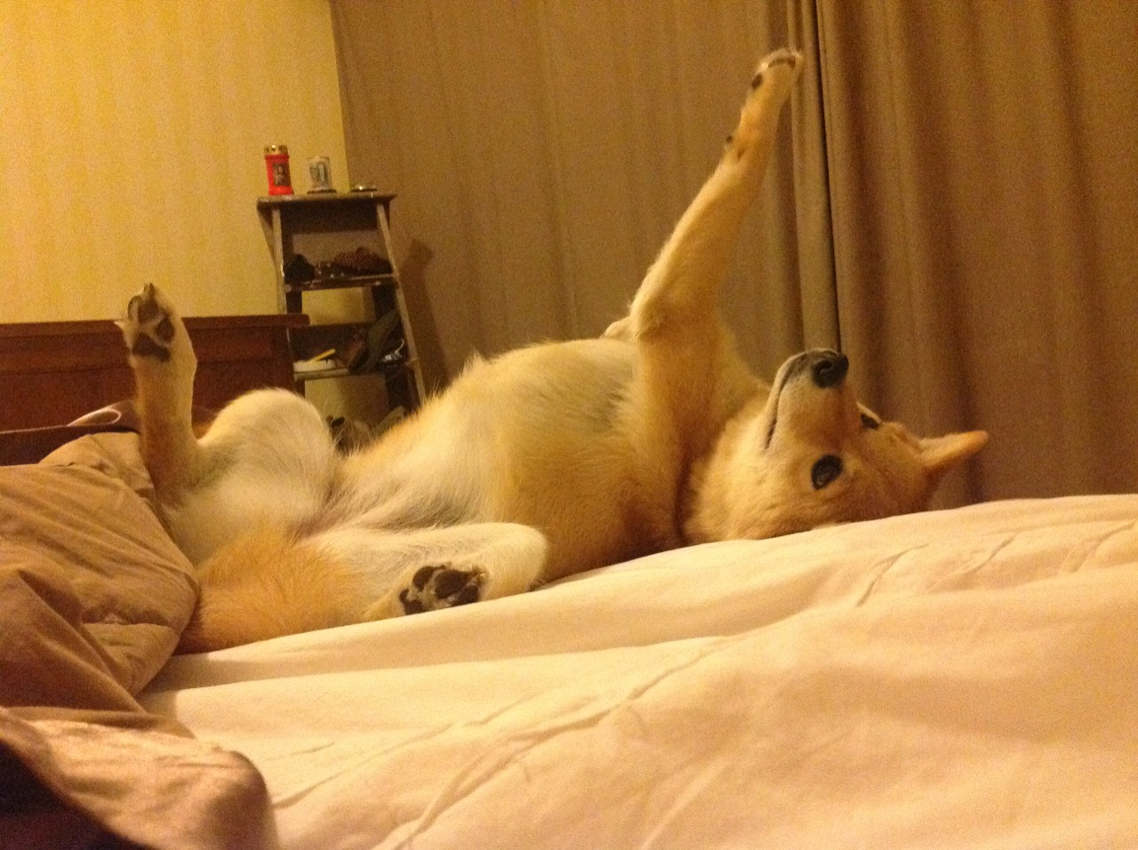 拜仁中场新星崭露头角,连续5场表现抢眼,拜仁 中场