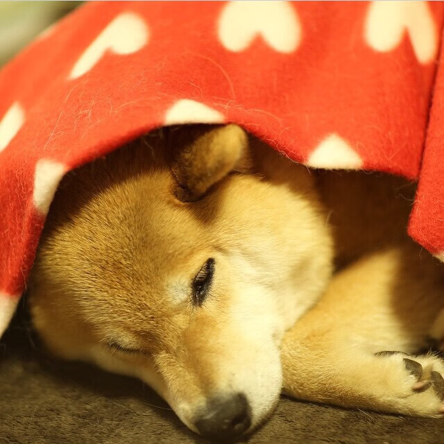 爱游戏下载-潜力黑马：一批“黑马”新星大揭秘，未来可期，黑马潜力股是什么意思