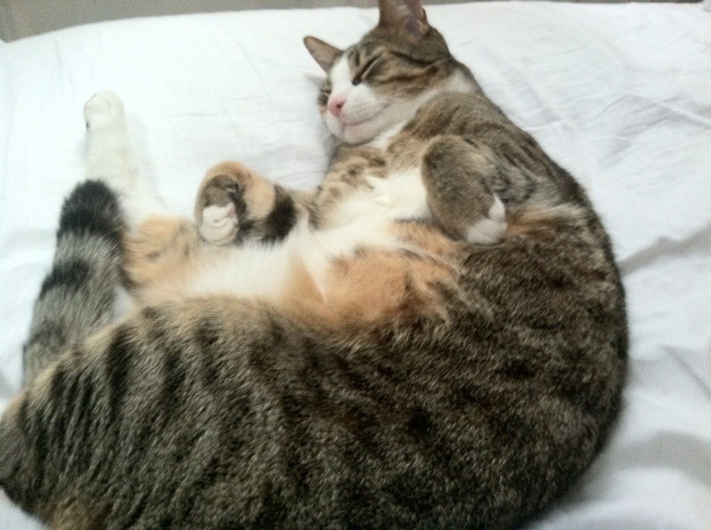 爱游戏中国官方登录入口网站-迈凯轮的突围之路：技术提升的秘诀，迈凯轮最新版