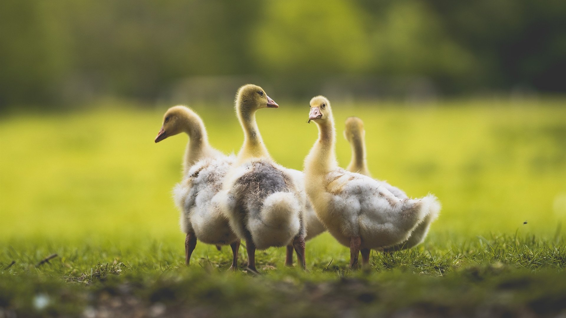 青少年“科技篮球”创新示范在深圳成功落地,为青训赋能,深圳青少年篮球训练