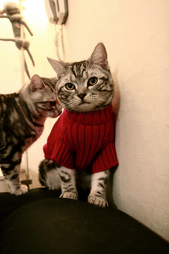 爱游戏娱乐平台-NBA电竞战队斩获Twitch年度人气奖，nba电竞职业联赛