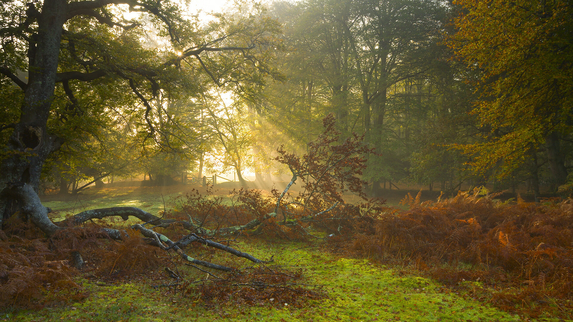 丹麦队惊险获得欧洲杯正赛入场券,实力强劲,丹麦欧洲杯比赛结果