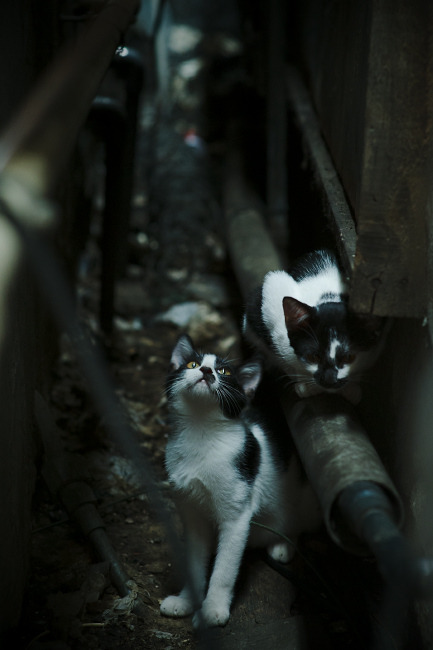 千叶喷射机力拼对手,争夺更好排名,千叶喷射机什么水平