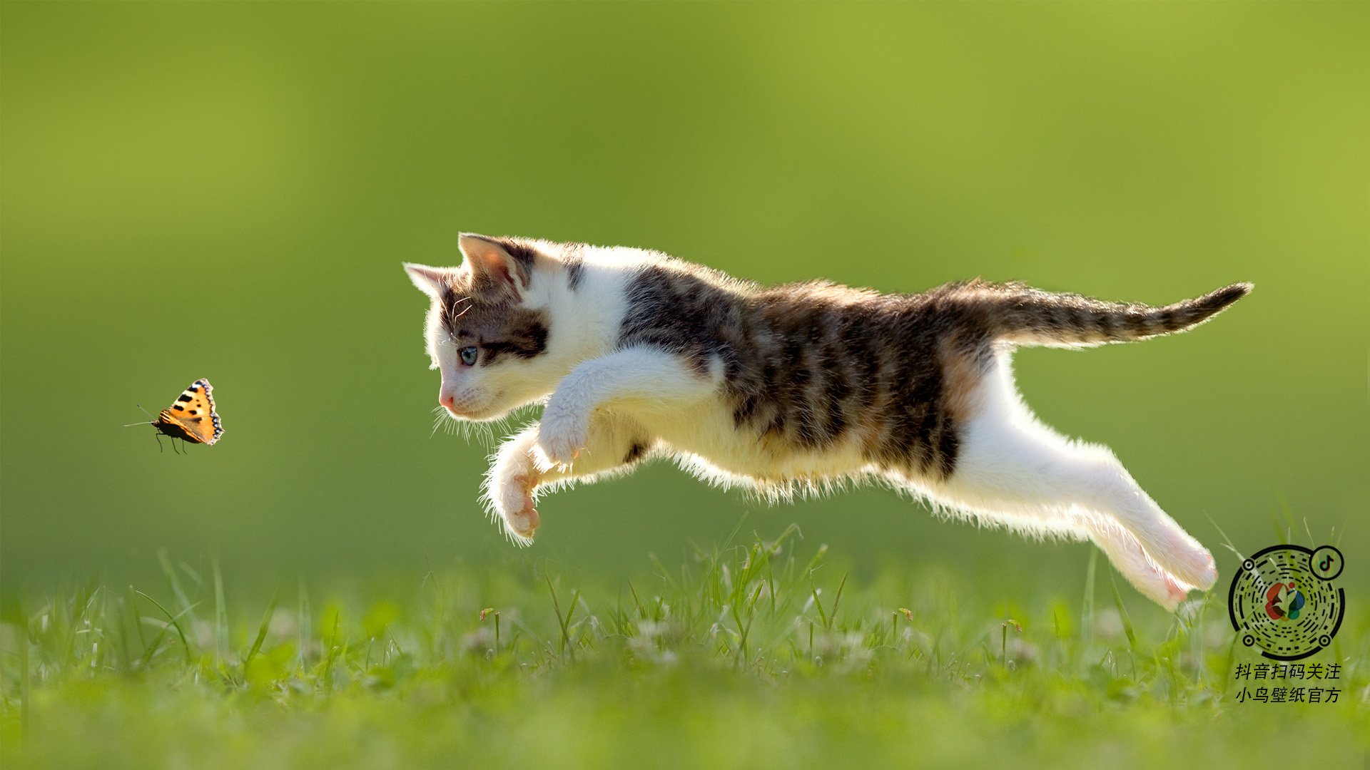 爱游戏体育-巴西举办篮球文化节，巴西篮球俱乐部