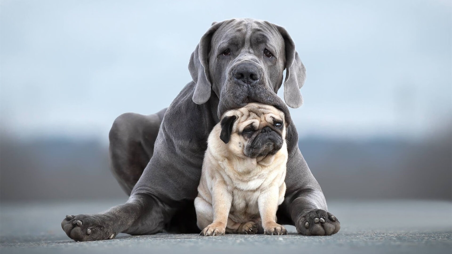 桑托斯队长续约成功，桑托斯ds