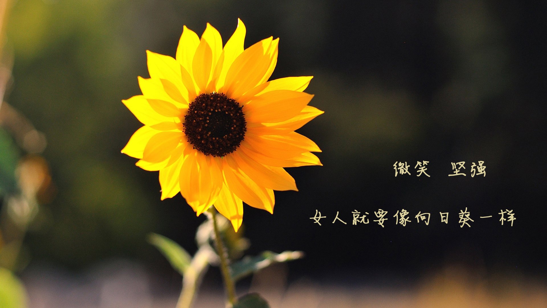 热那亚不敌那不勒斯,滑落积分榜,热那亚球队战绩