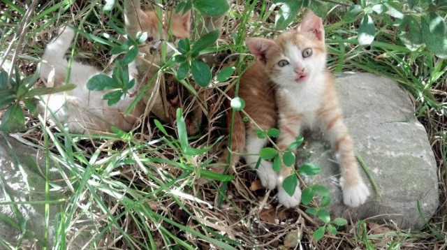 王者荣耀青训教练专项培训班在成都开班,王者荣耀青训班报名