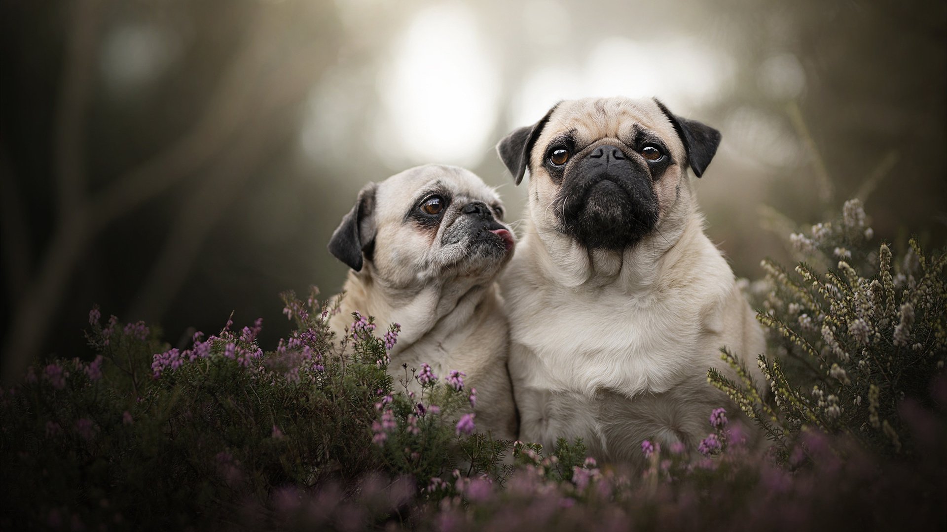 AYX官网-瓦尔迪内带回冬季出战意愿，桑普多利亚中场追逐奔球，瓦尔迪最新进球