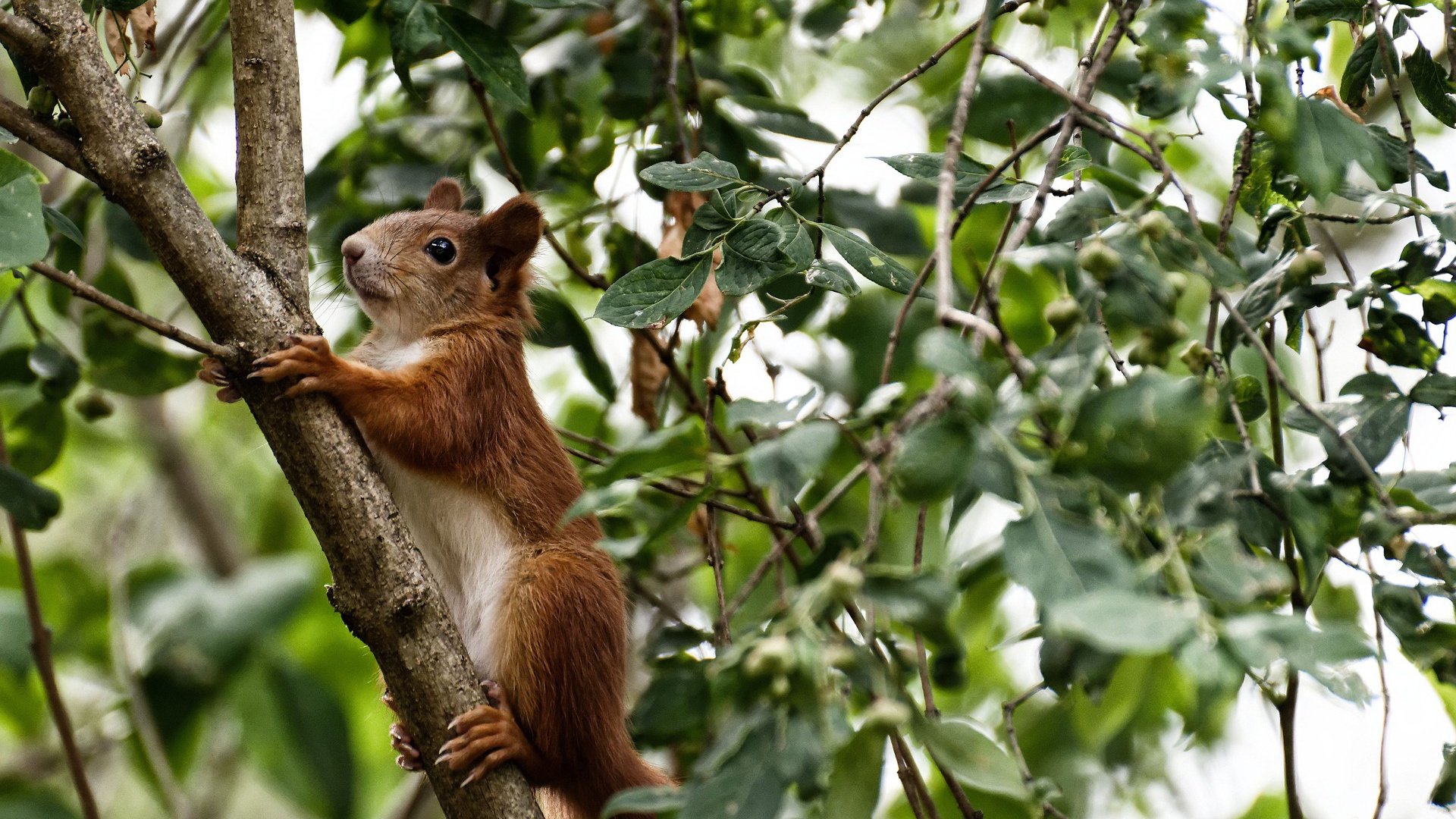 福建鲟龙团队配合更加默契,福建龙鳇鲟业董事长