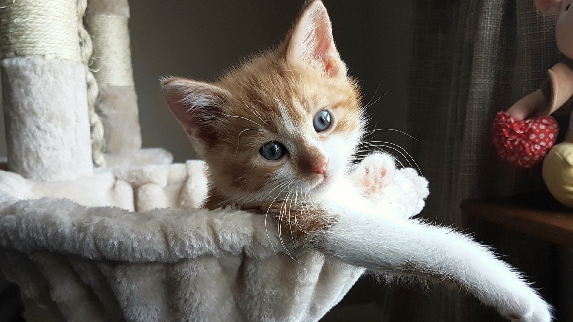 罗马举办球迷活动，促进俱乐部和支持者交流，罗马队球迷