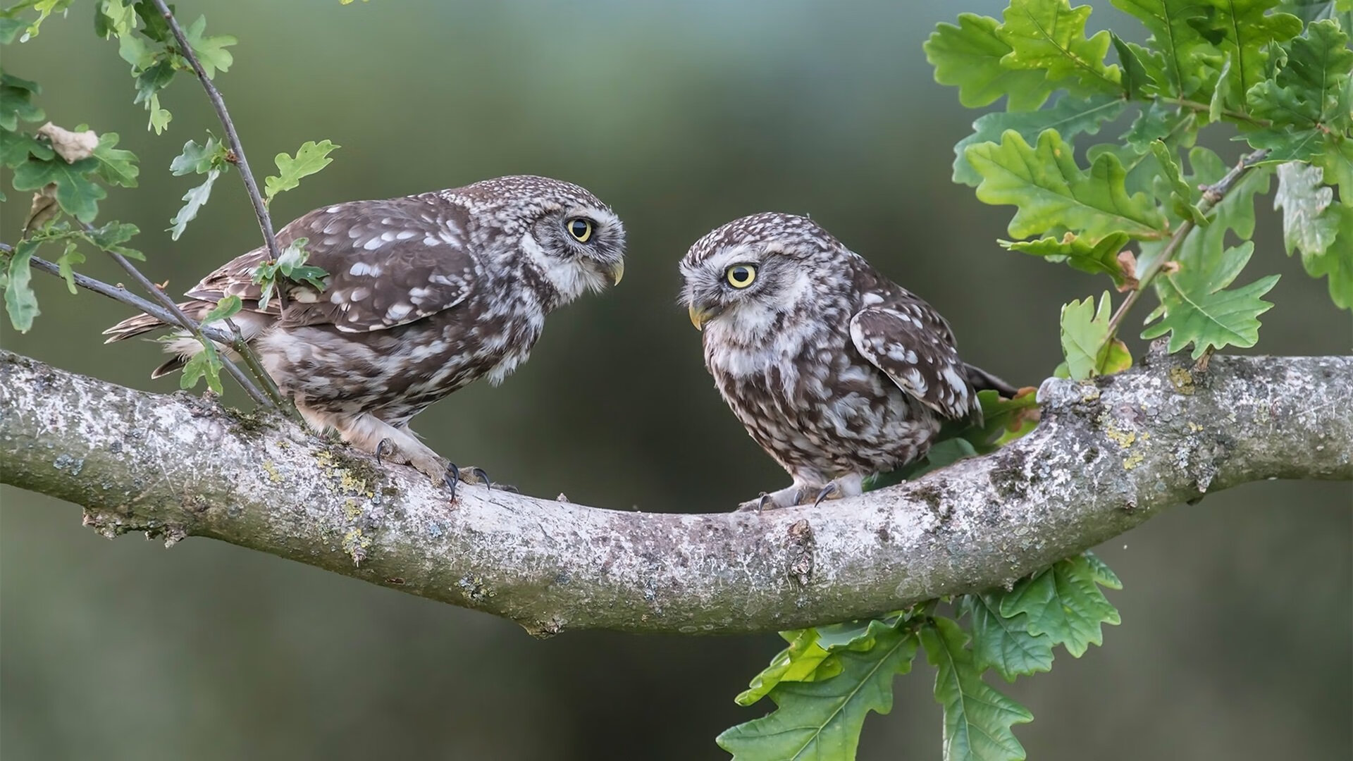 纷纷来袭:亚洲杯赛充满未知惊喜,亚洲杯比赛结果迎98db in