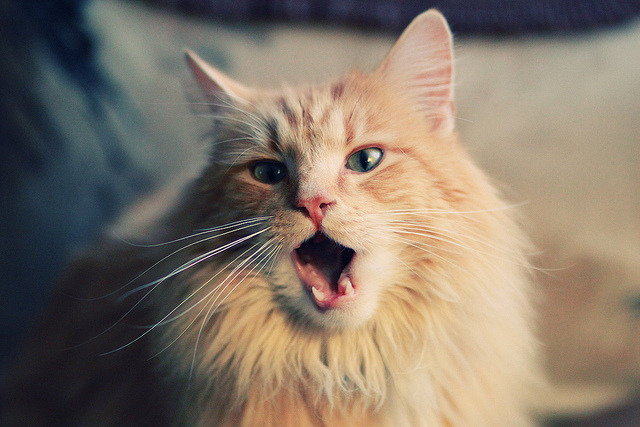 全国青少年马拉松赛南京站热力开启,2021南京马拉松赛