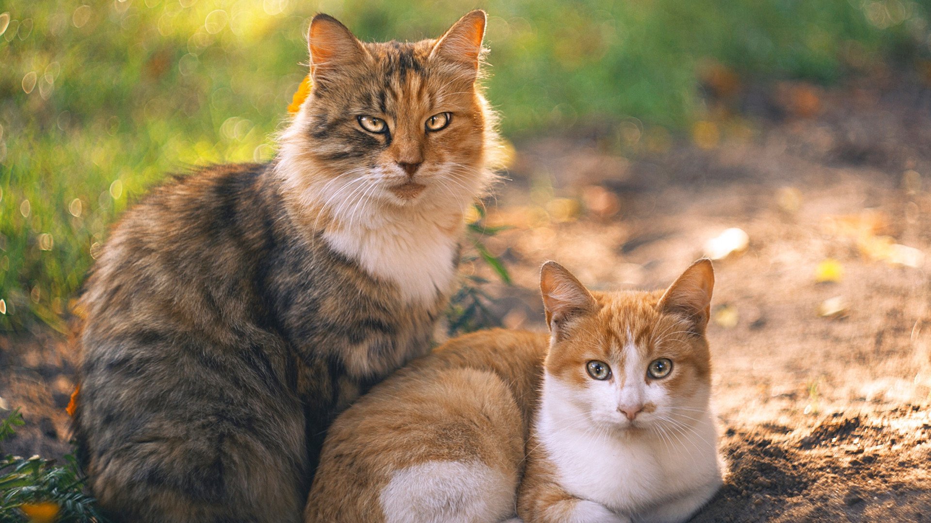 社会环境参与研究,环境社会学议题