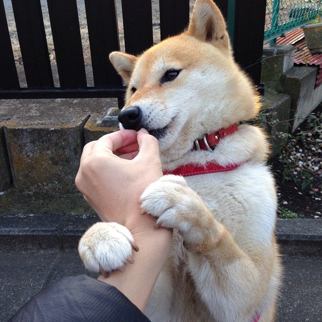 运动营养知识普及平台用户行为数据分析,运动营养咨询与指导soap流程手册