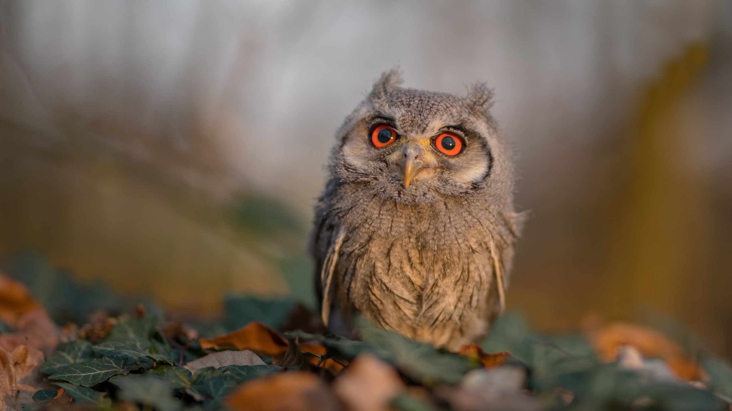 澳大利亚乒乓团队赛制深度分析:从策略到执行,2021澳大利亚乒乓球队