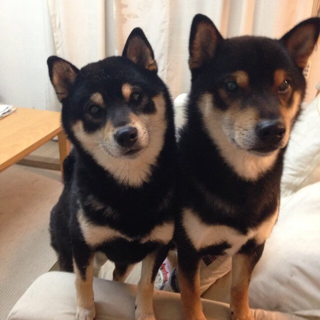 职业联赛主场氛围营造手段单一,俱乐部职业队为主的联赛