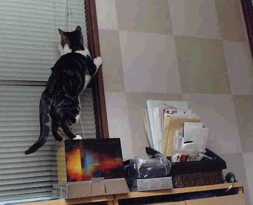 运动员健康数据管理系统上线试运行,运动员综合管理系统