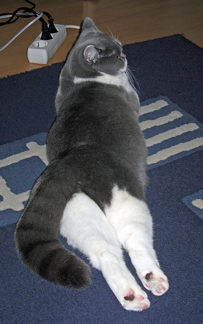 体育新闻中心裁判判罚争议，体育裁判规则