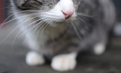 张雨霏自由泳节奏把控稳定,张雨霏打破全国自由泳纪录