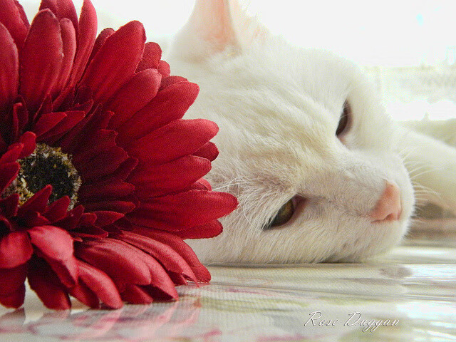 戴维·帕特森精准的场上指挥和稳健的传球,使袋鼠队掌控局面,佩特·戴维森