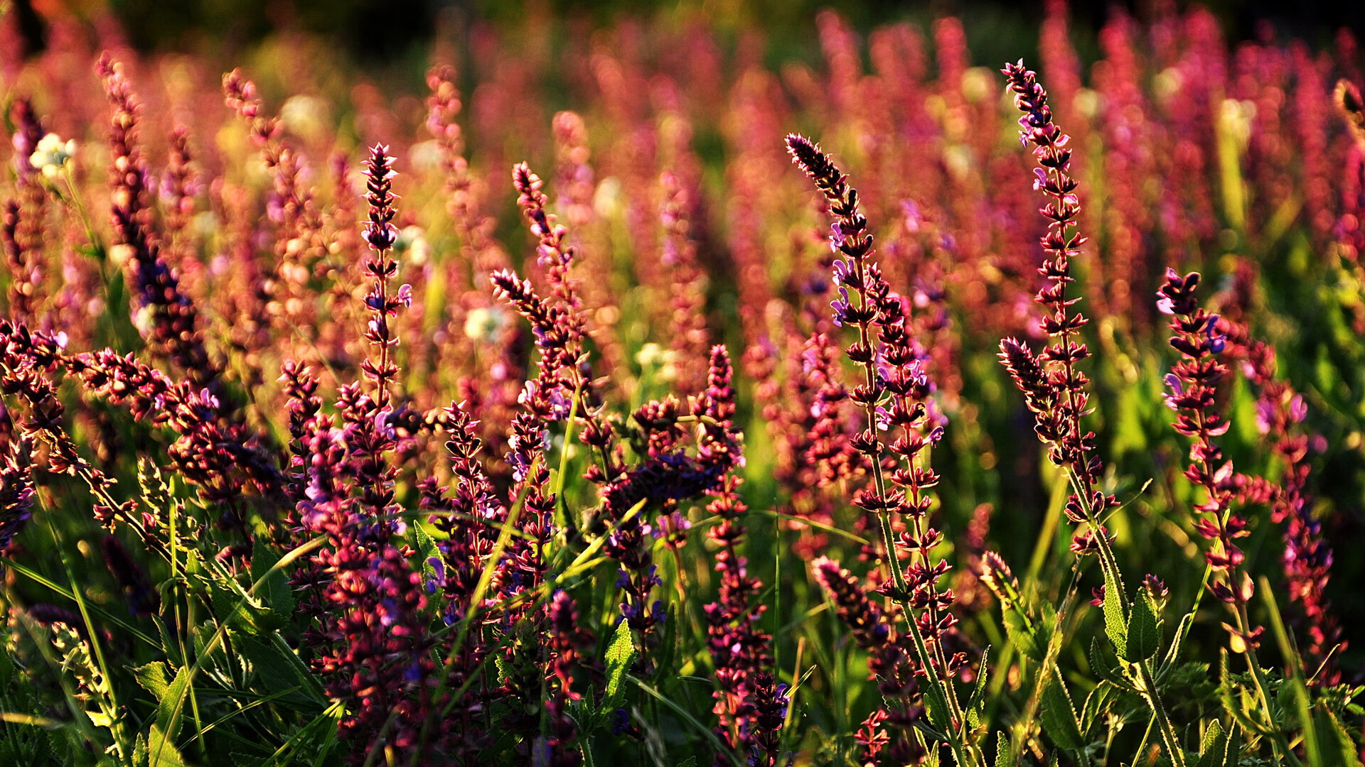 校园足球开设暑期集训选拔班形成人才发现闭环,2020年校园足球学校