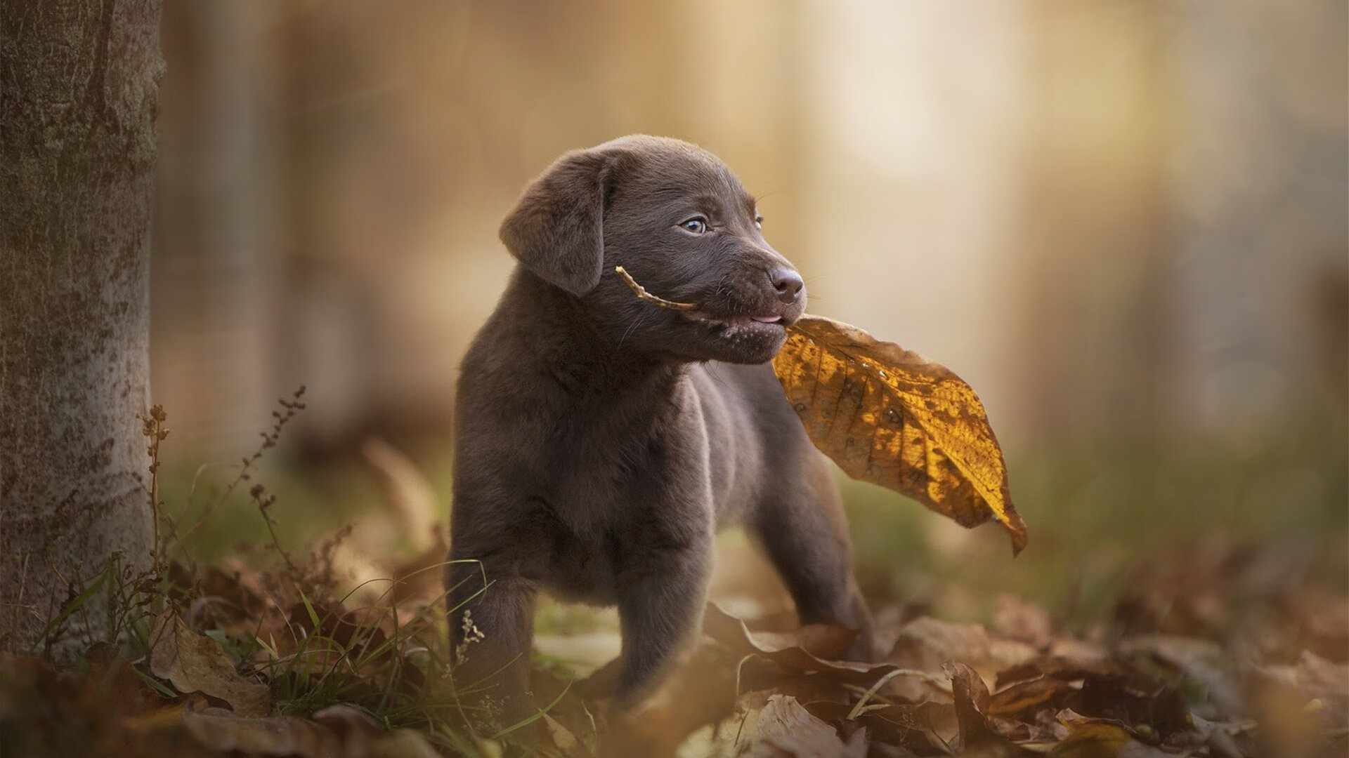 梅西完成绝杀世界杯,梅西世界杯淘汰赛助攻