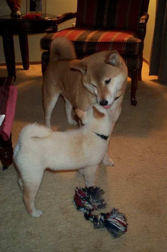 爱游戏体育app-蝶泳末段发力希腊成功逆转，蝶泳细节